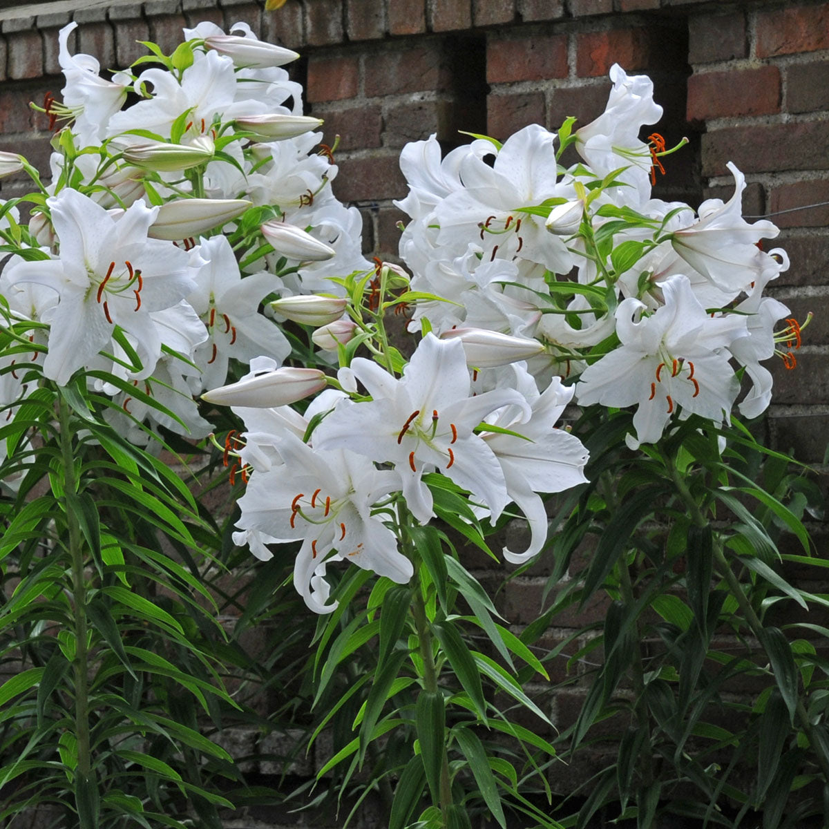 Lilium Casa Blanca