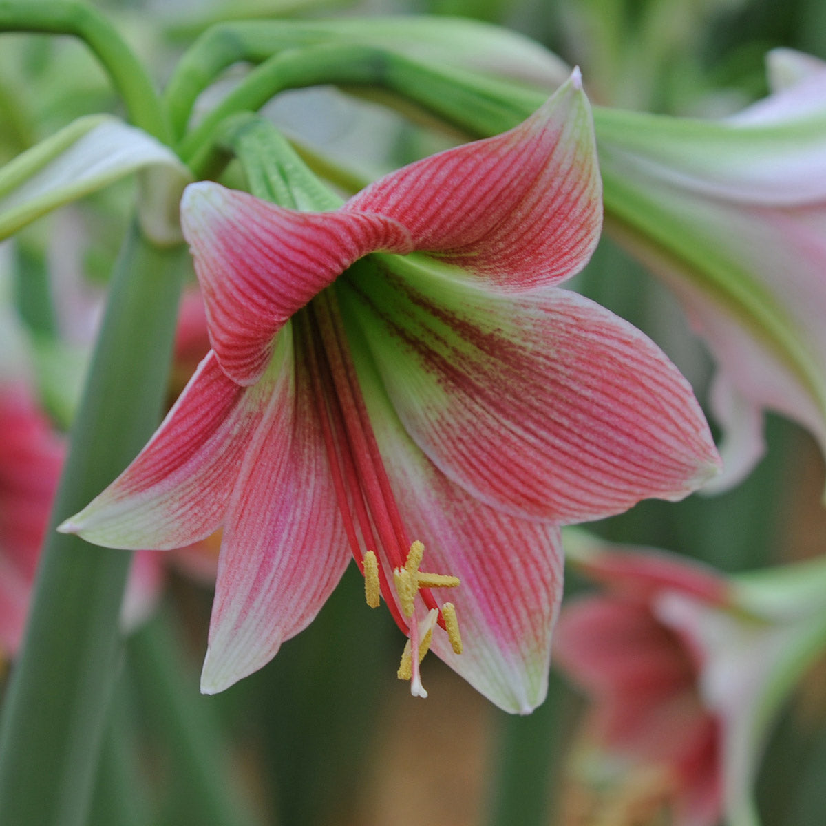 Amaryllis Misty