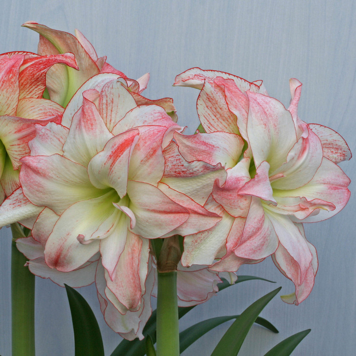 Amaryllis Aphrodite