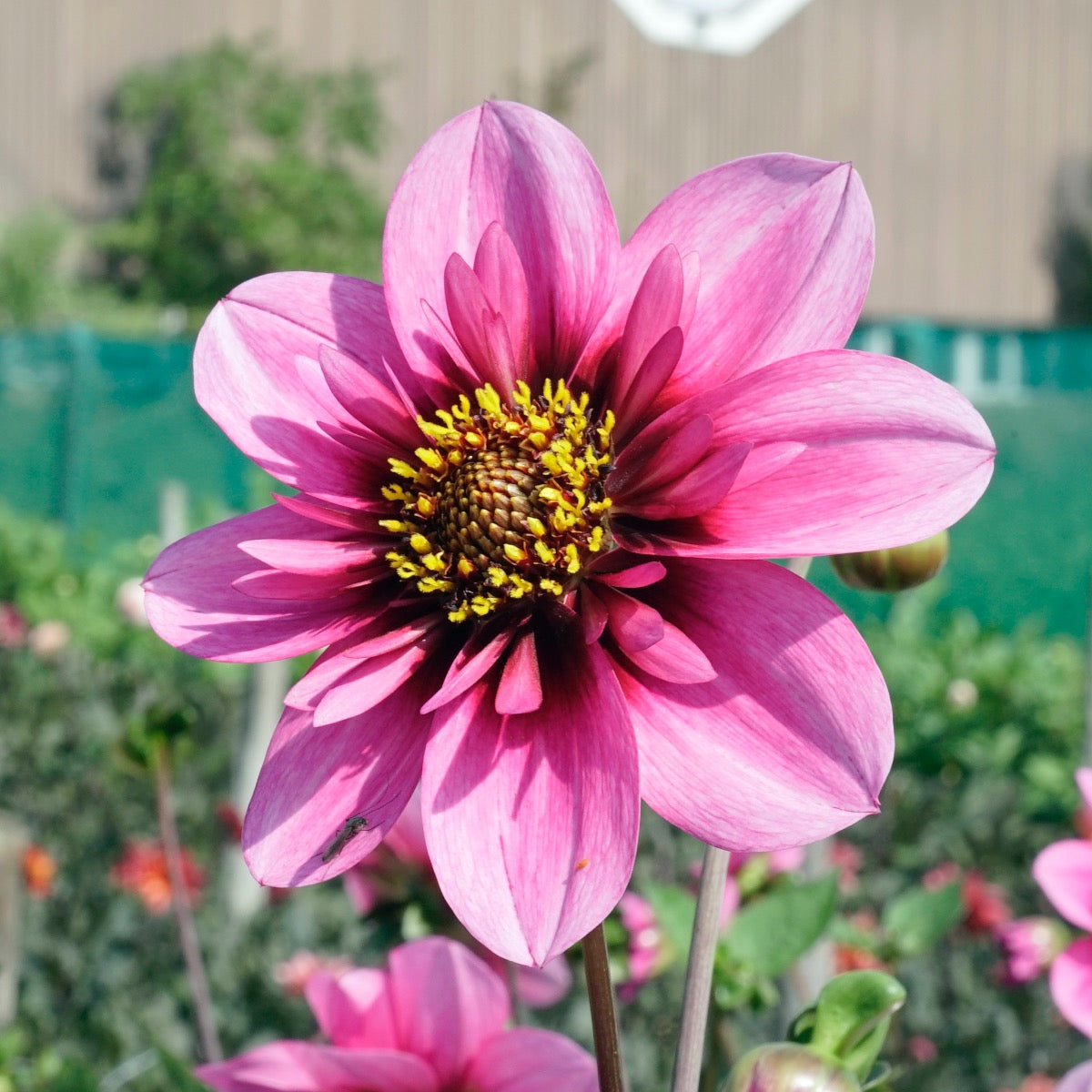 Dahlie Skyfall