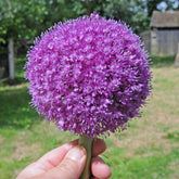 Allium Giganteum | Bestel Alliumbollen online bij Fluwel
