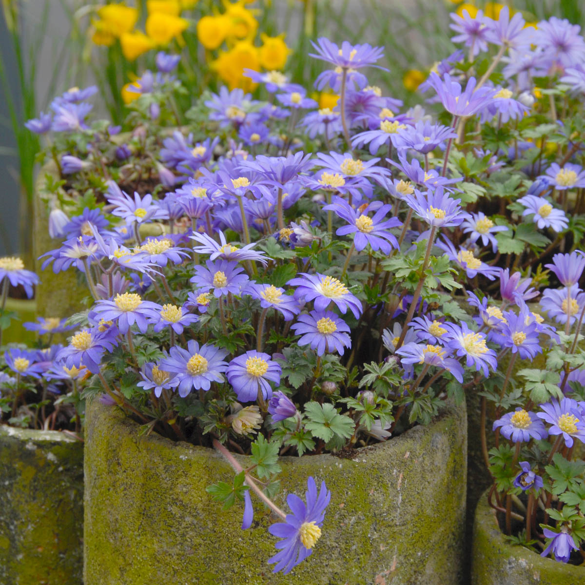 Anemone blanda Blue Shades