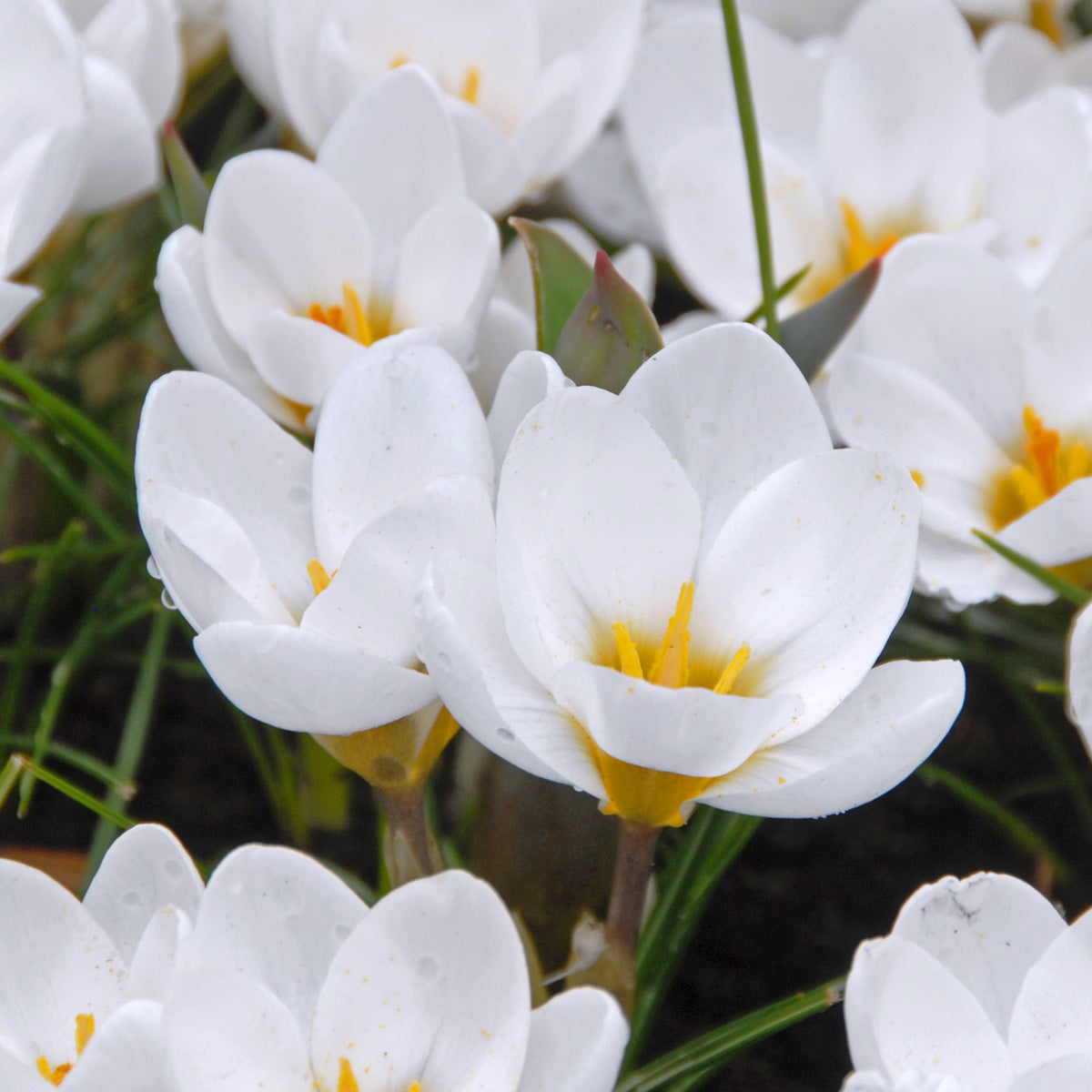 Crocus chrysanthus Ard Schenk