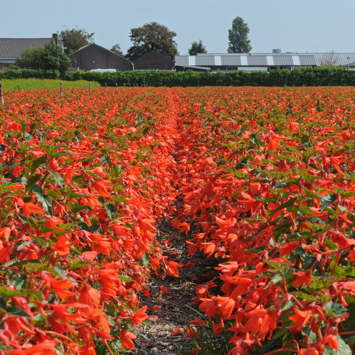 Begonie boliviensis Santa Cruz