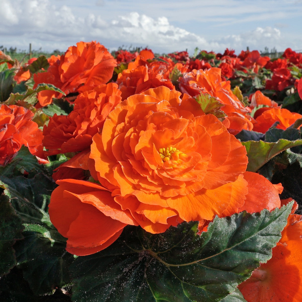 Begonie Ruffled Orange