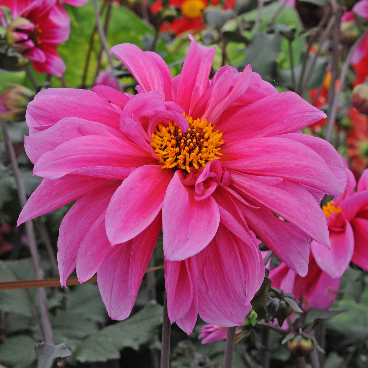 Dahlia Fascination