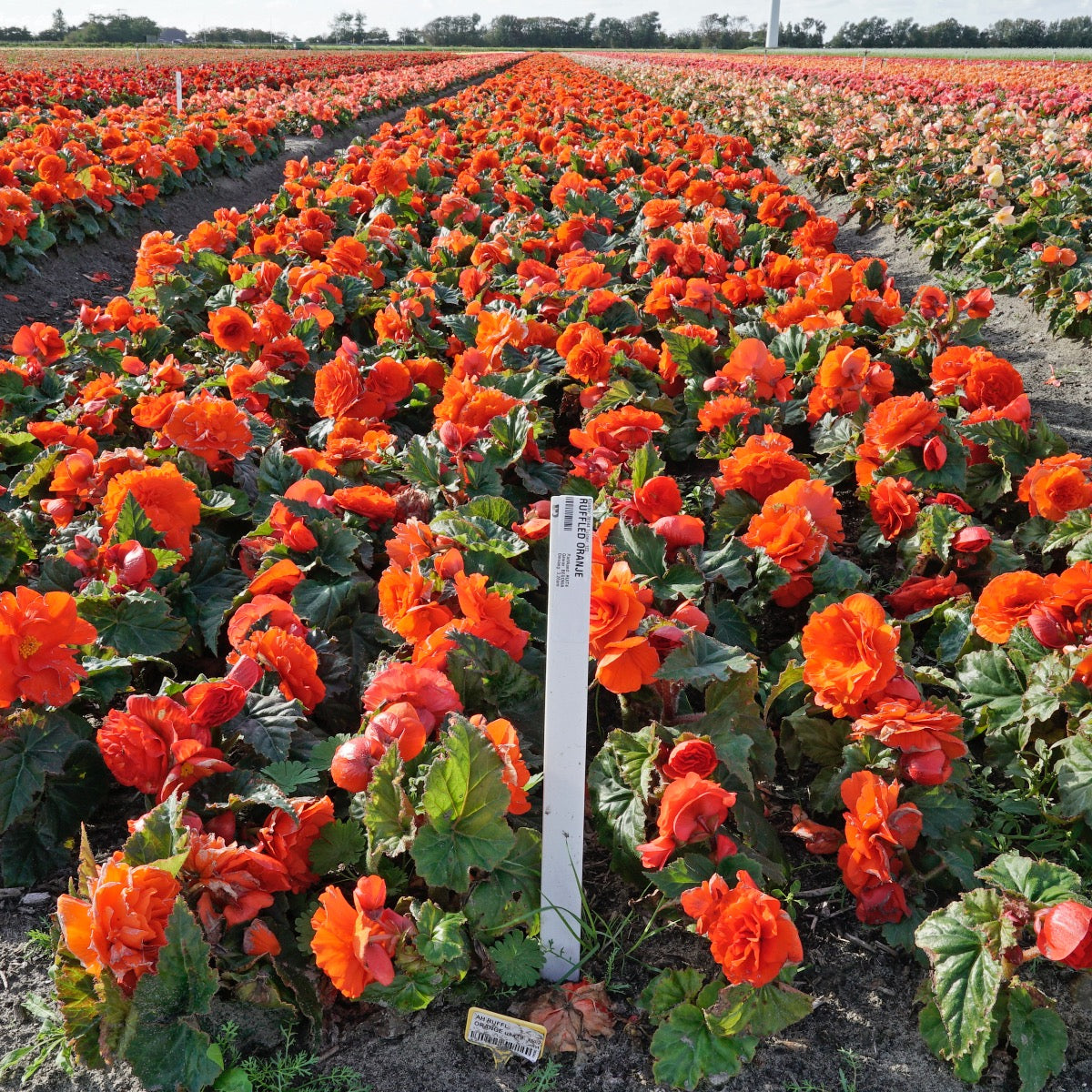 Begonie Ruffled Orange