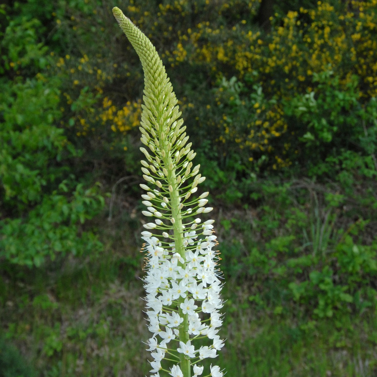 Eremurus himalaicus