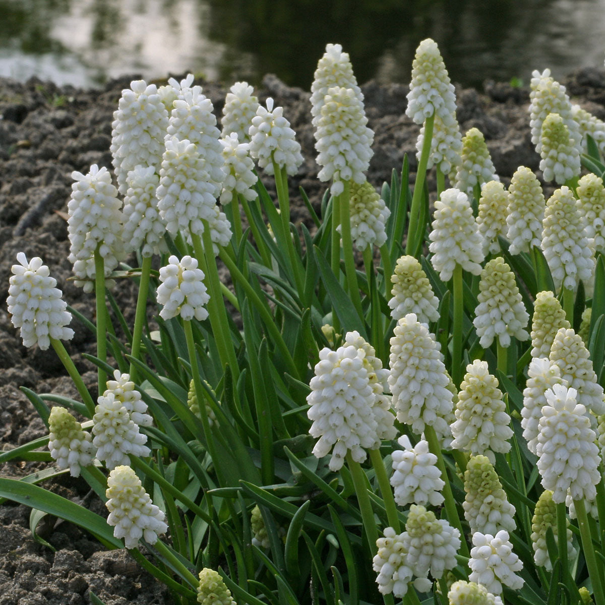 Muscari aucheri White Magic