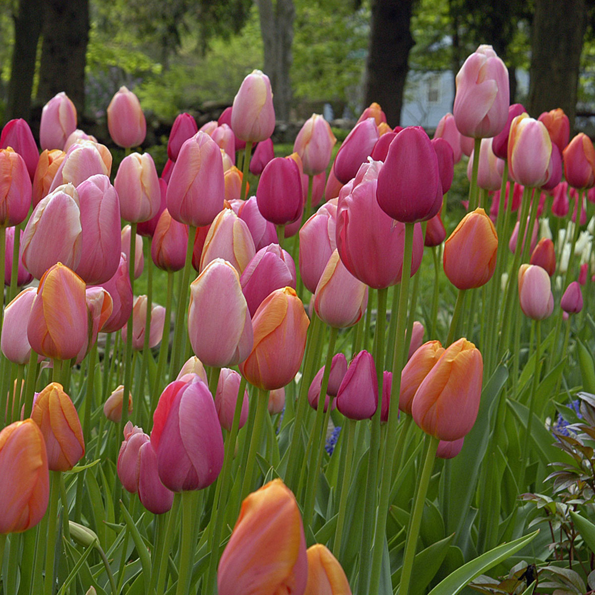 Mixture Tulipa French Blend Rose