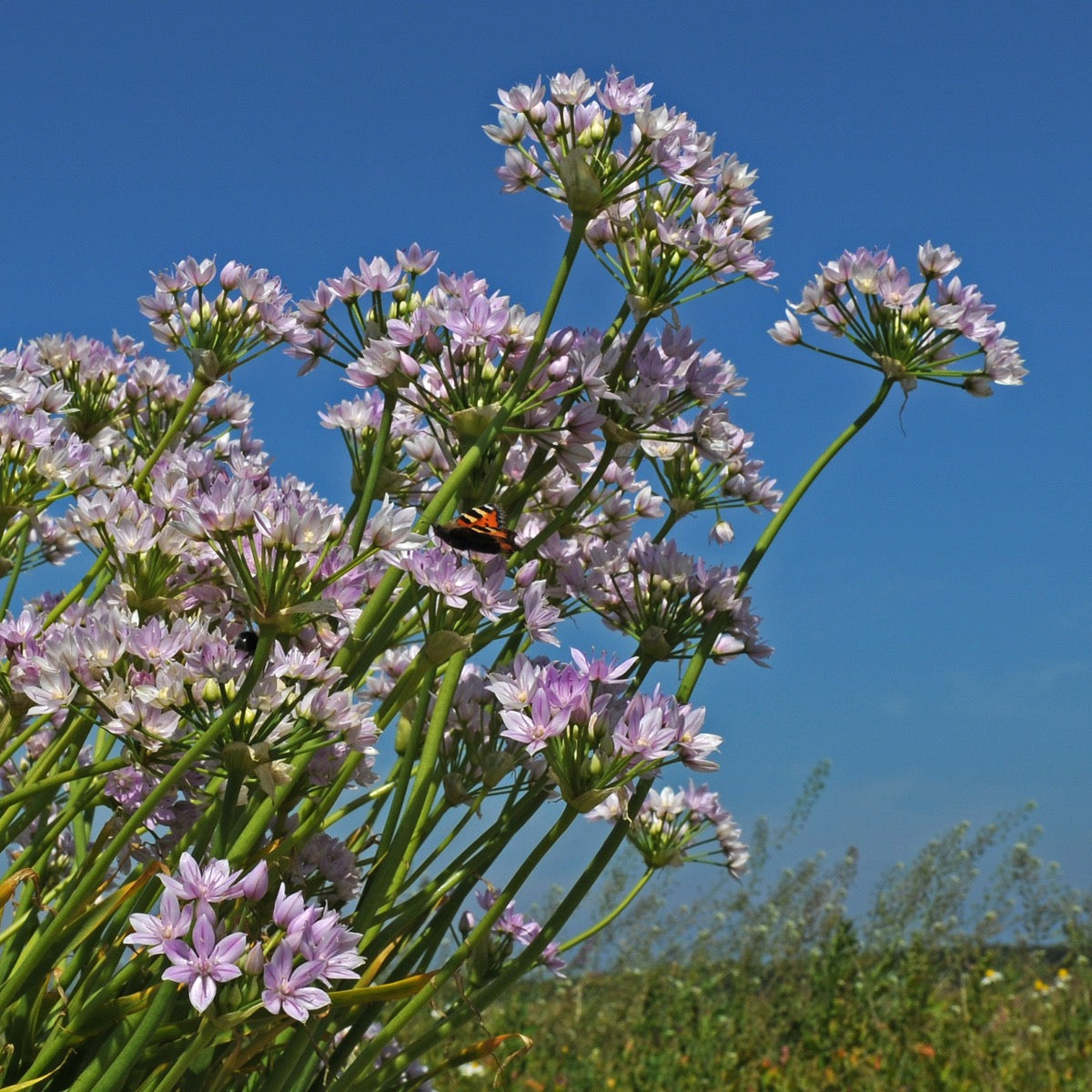 Allium unifolium