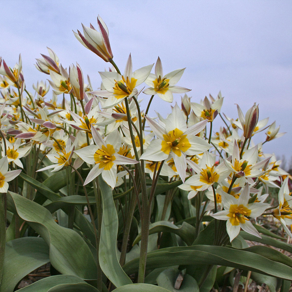 Tulipa turkestanica