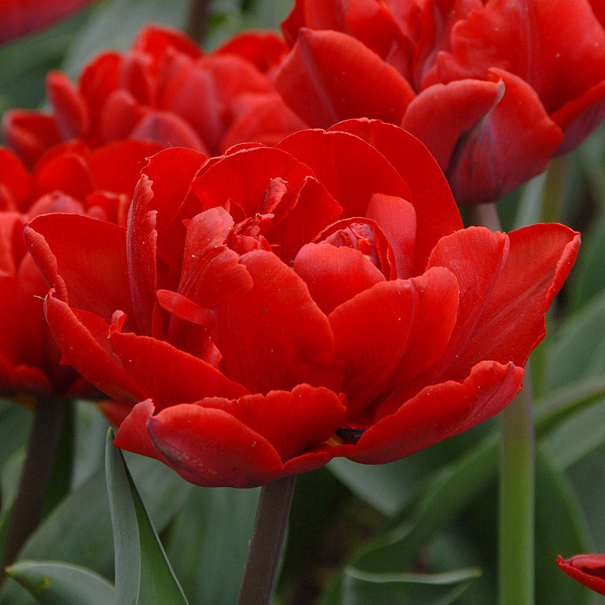 Tulipa Red Princess