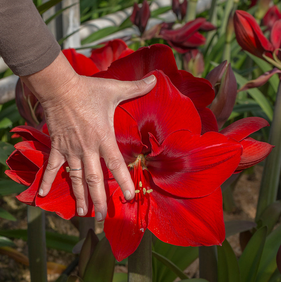 Amaryllis Red Cream