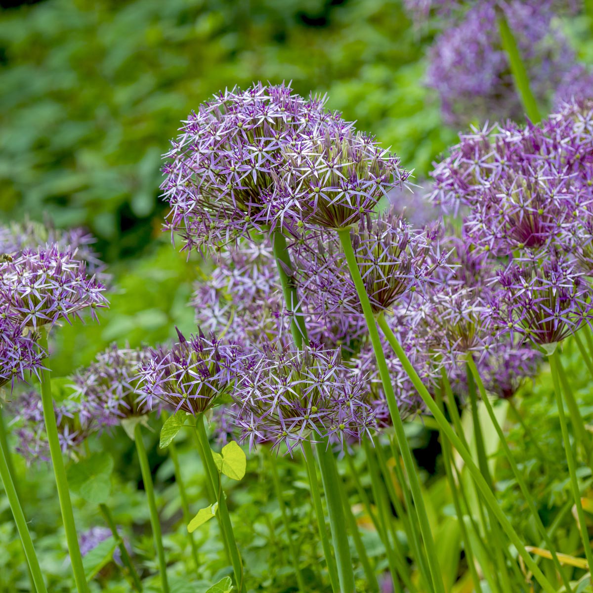 Allium christophii