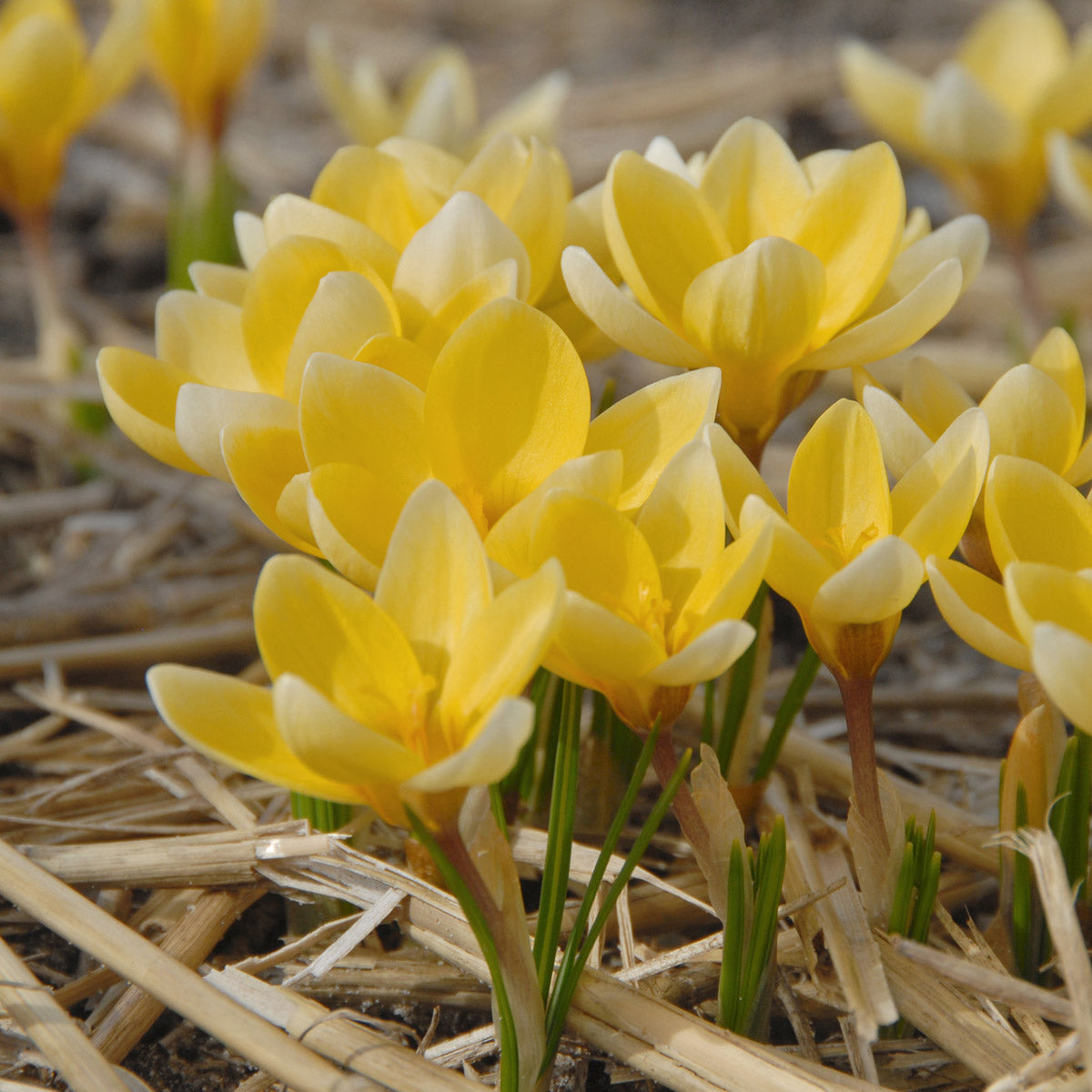 Crocus chrysanthus Romance