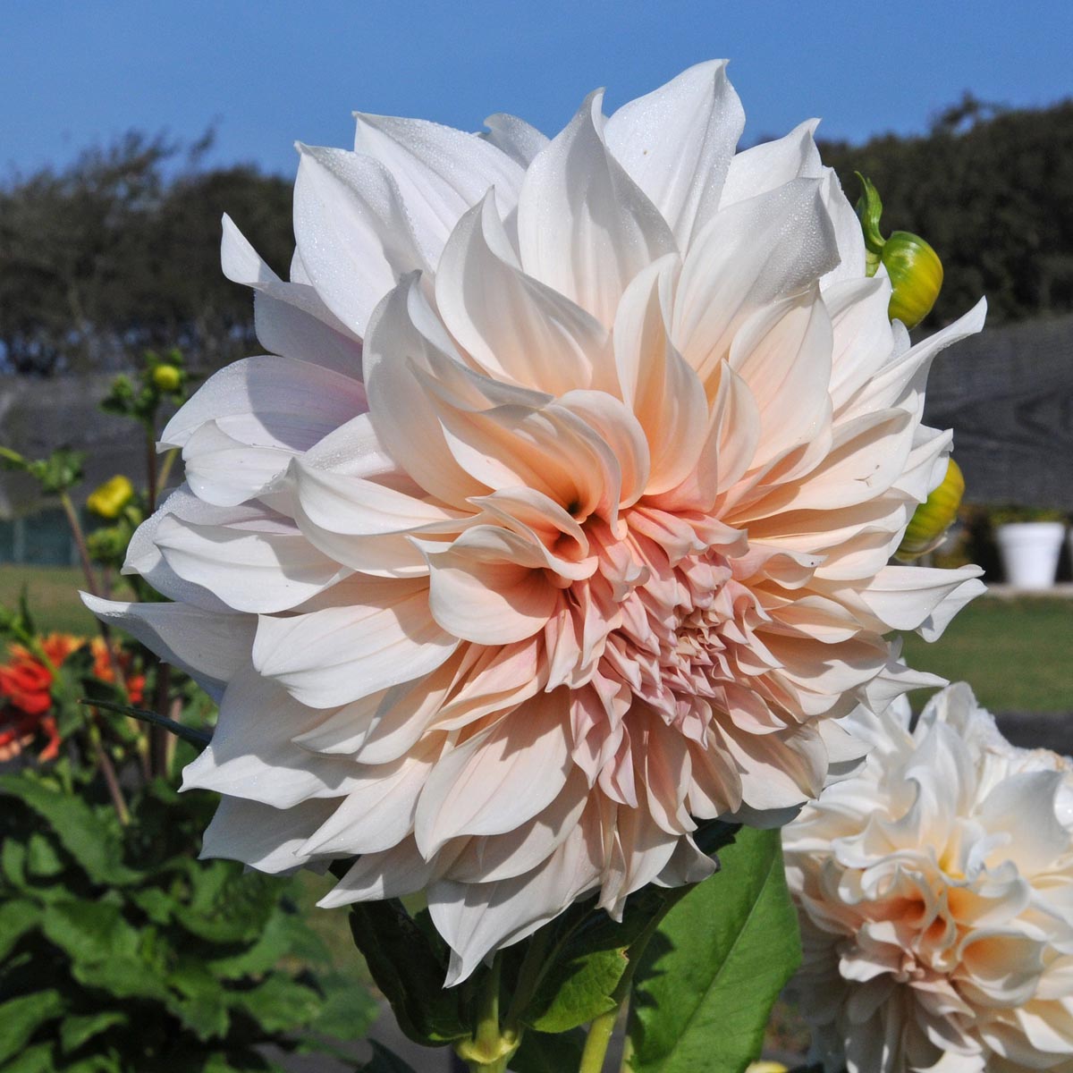 Dahlia Cafe au Lait