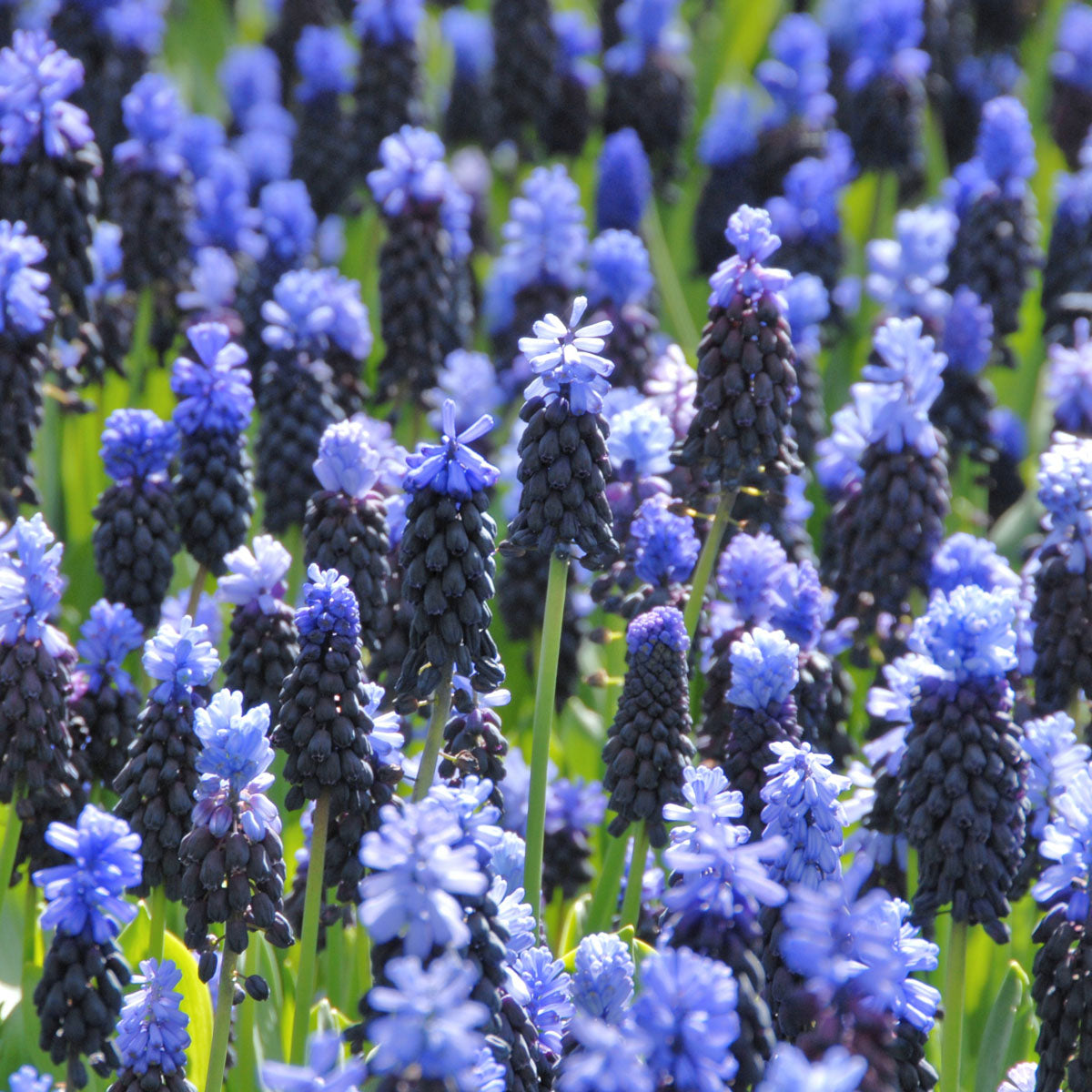 Muscari latifolium