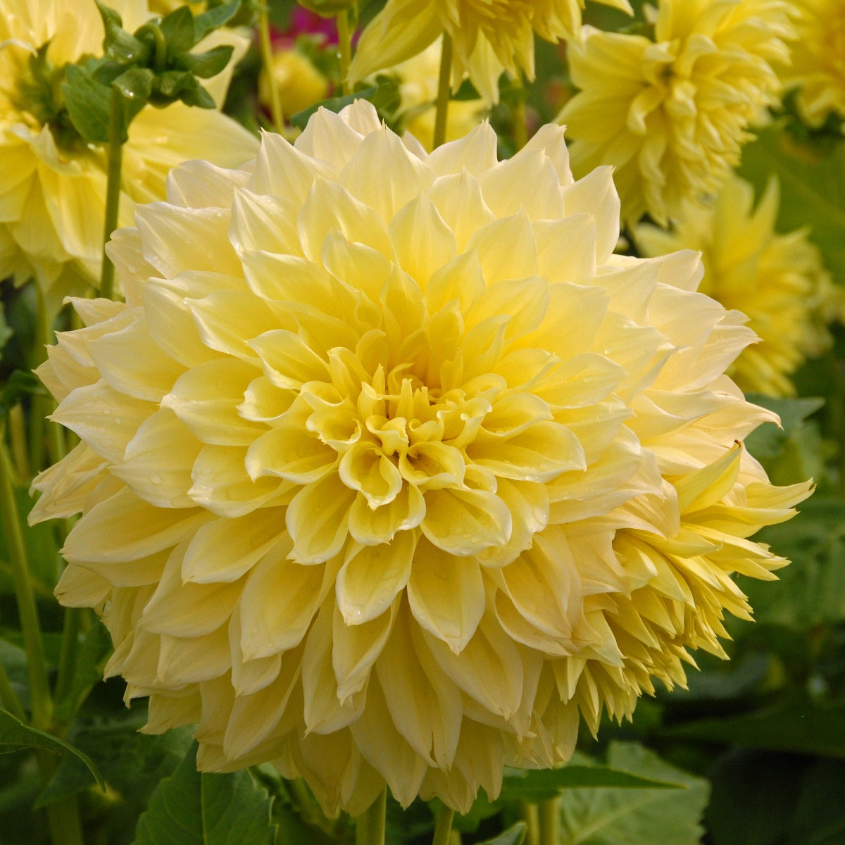 Dahlia Kelvin Floodlight