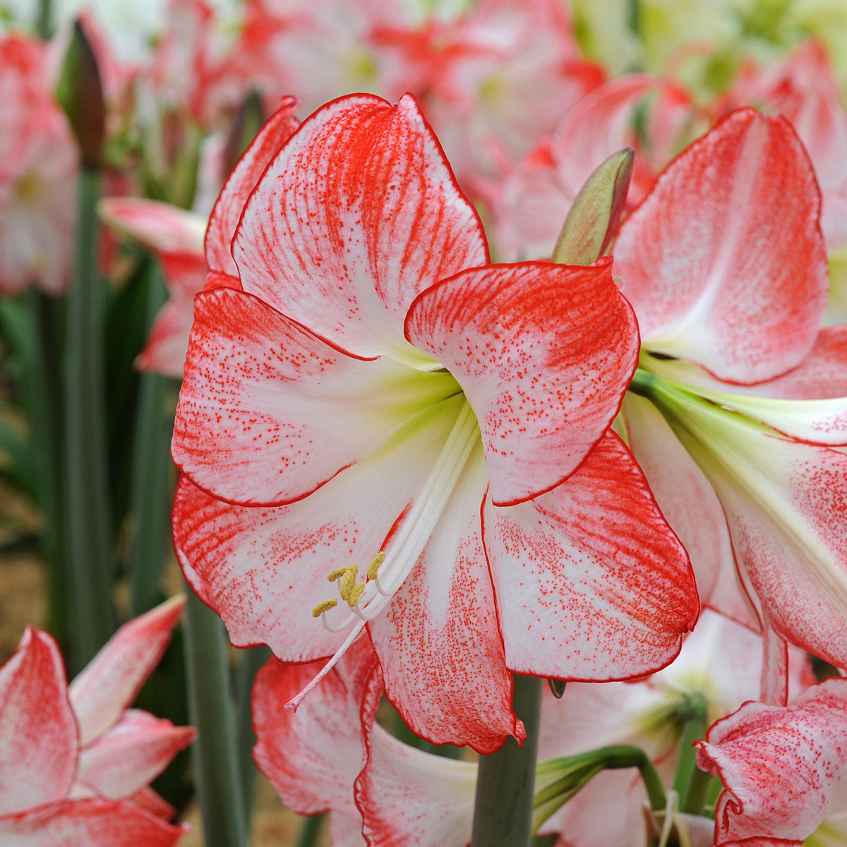 Amaryllis Spotlight