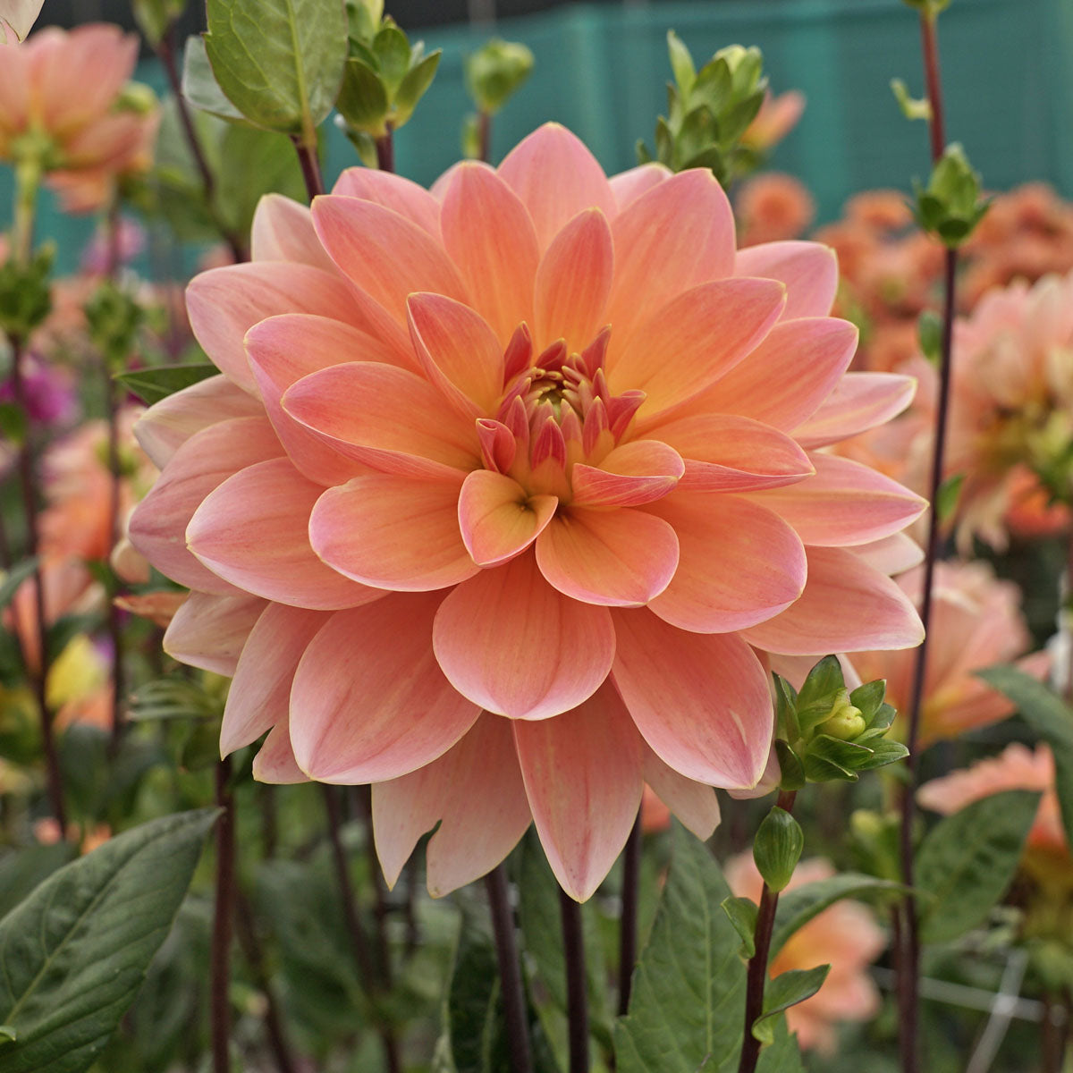 Dahlia Mister French