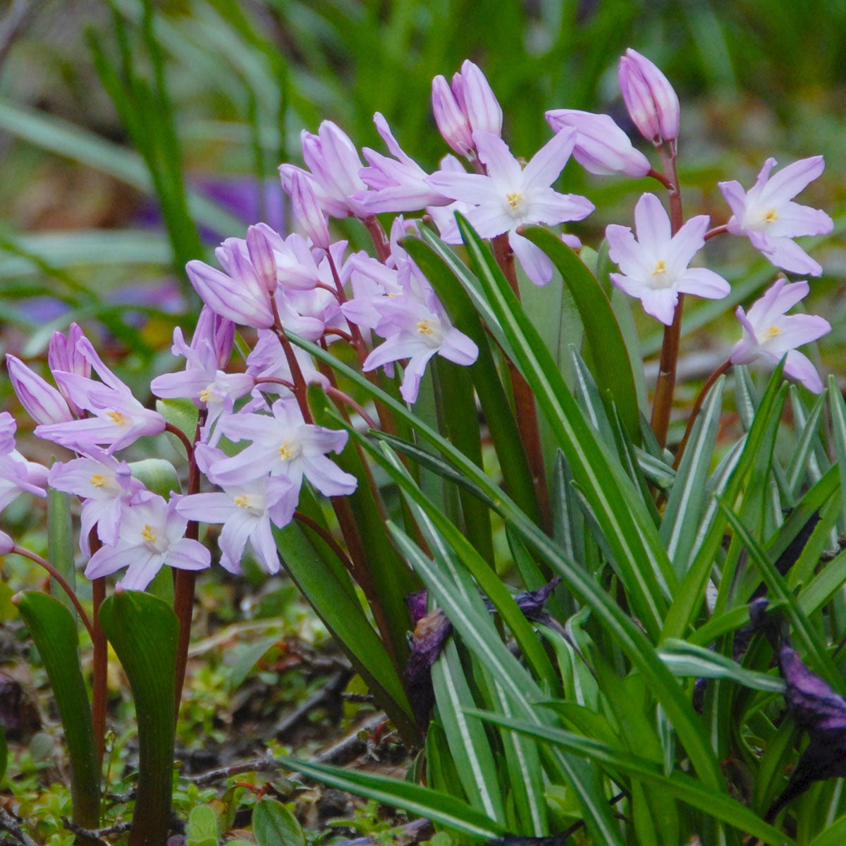 Chionodoxa forbesii Pink Giant