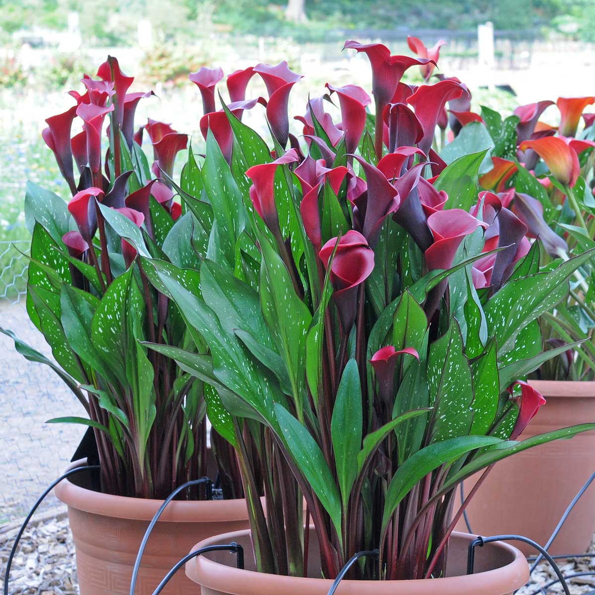 Zantedeschia Red Charm