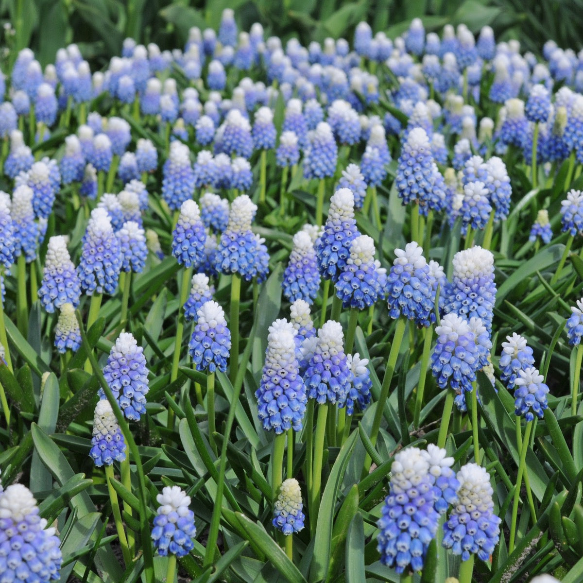 Muscari Mountain Lady