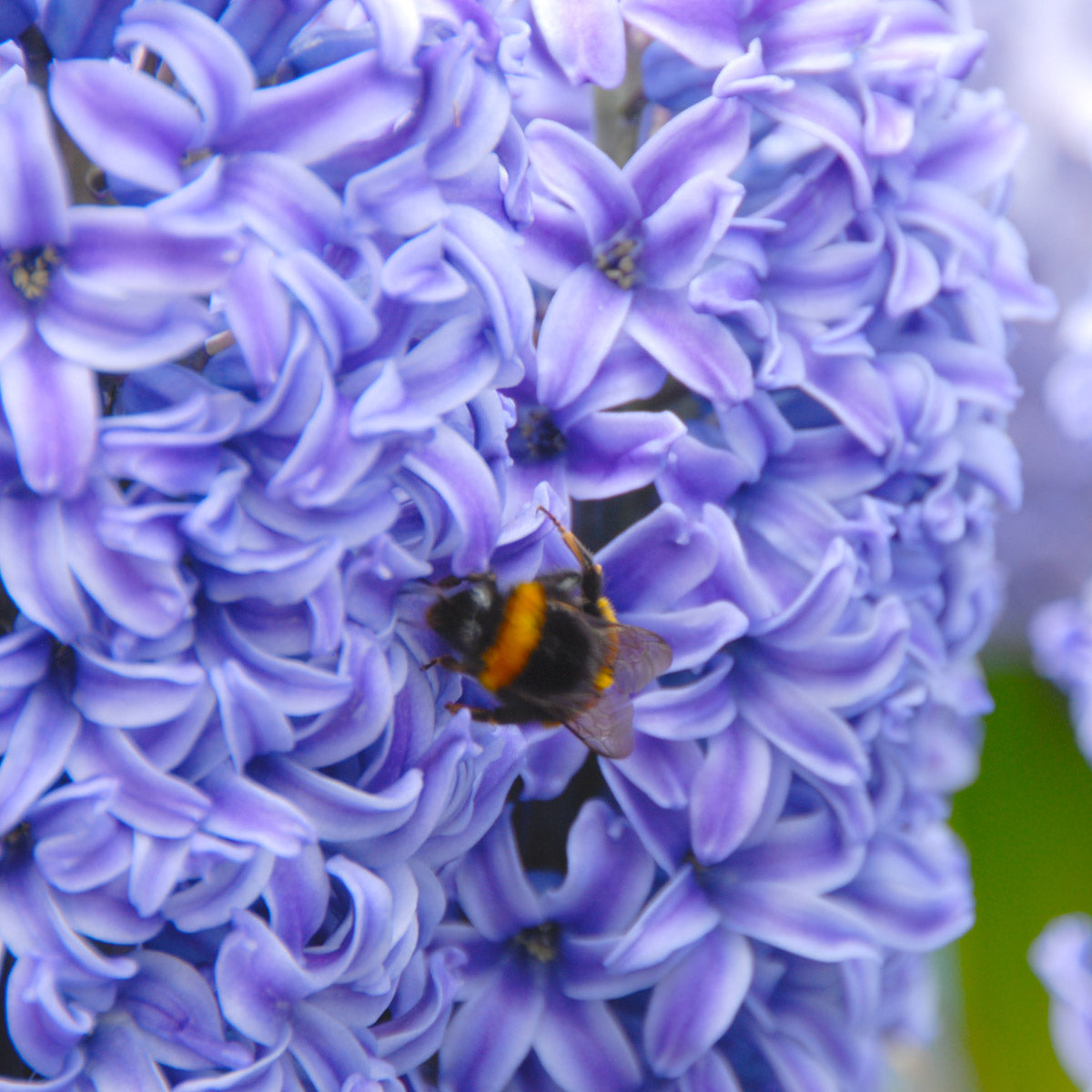 Hyacinthus Blue Jacket