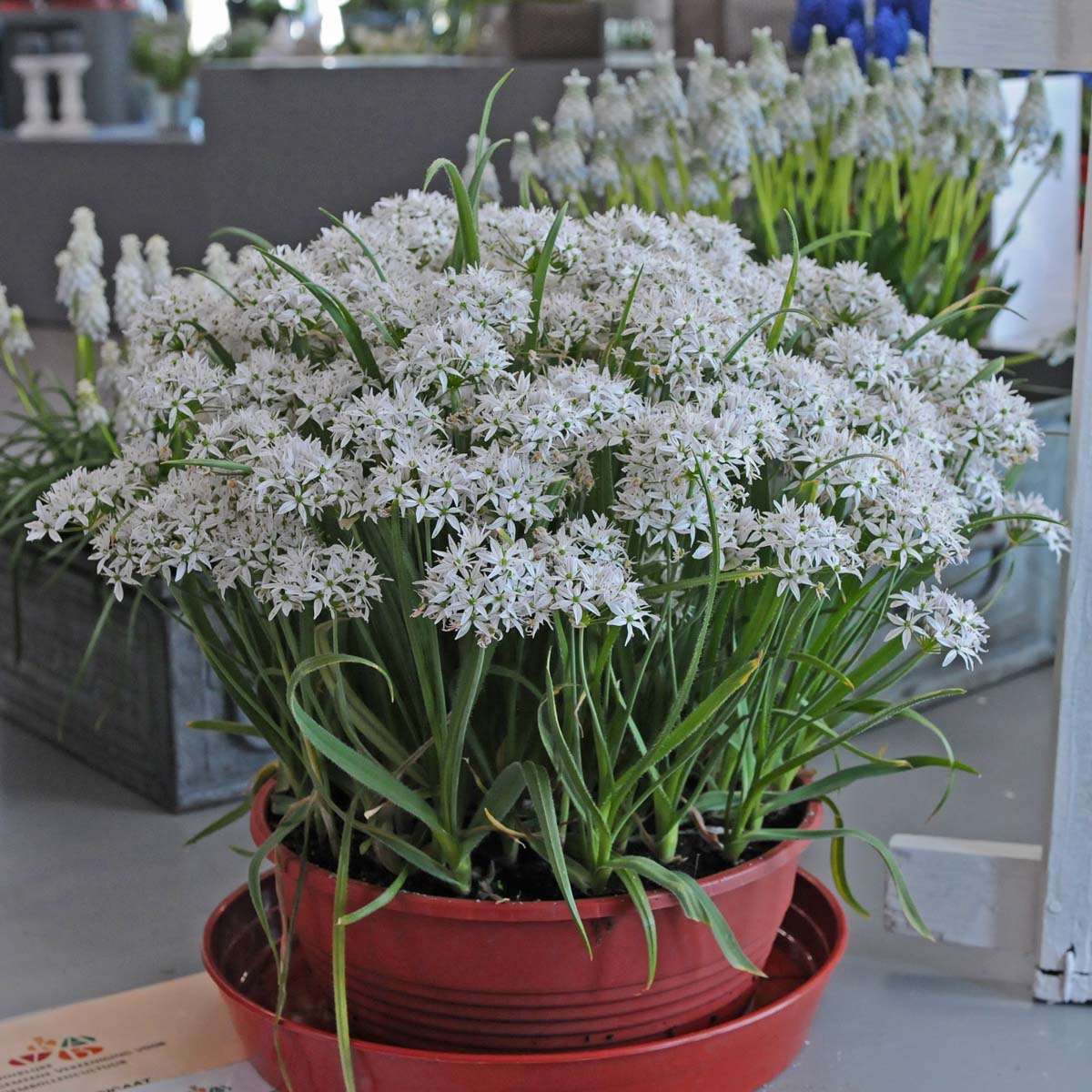 Allium Cameleon