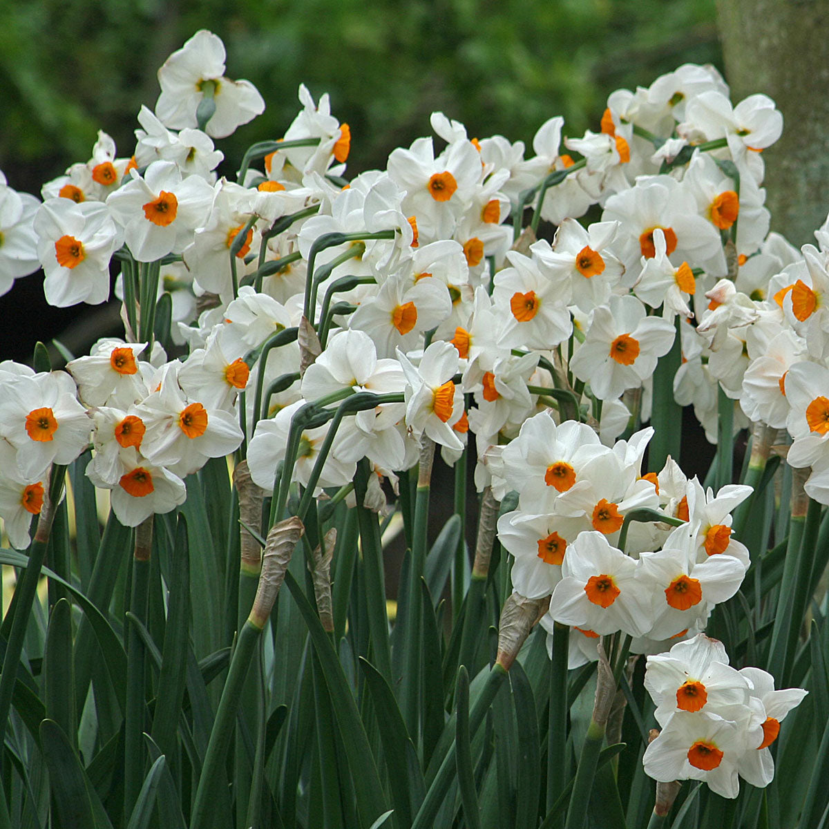 Narcissus Geranium