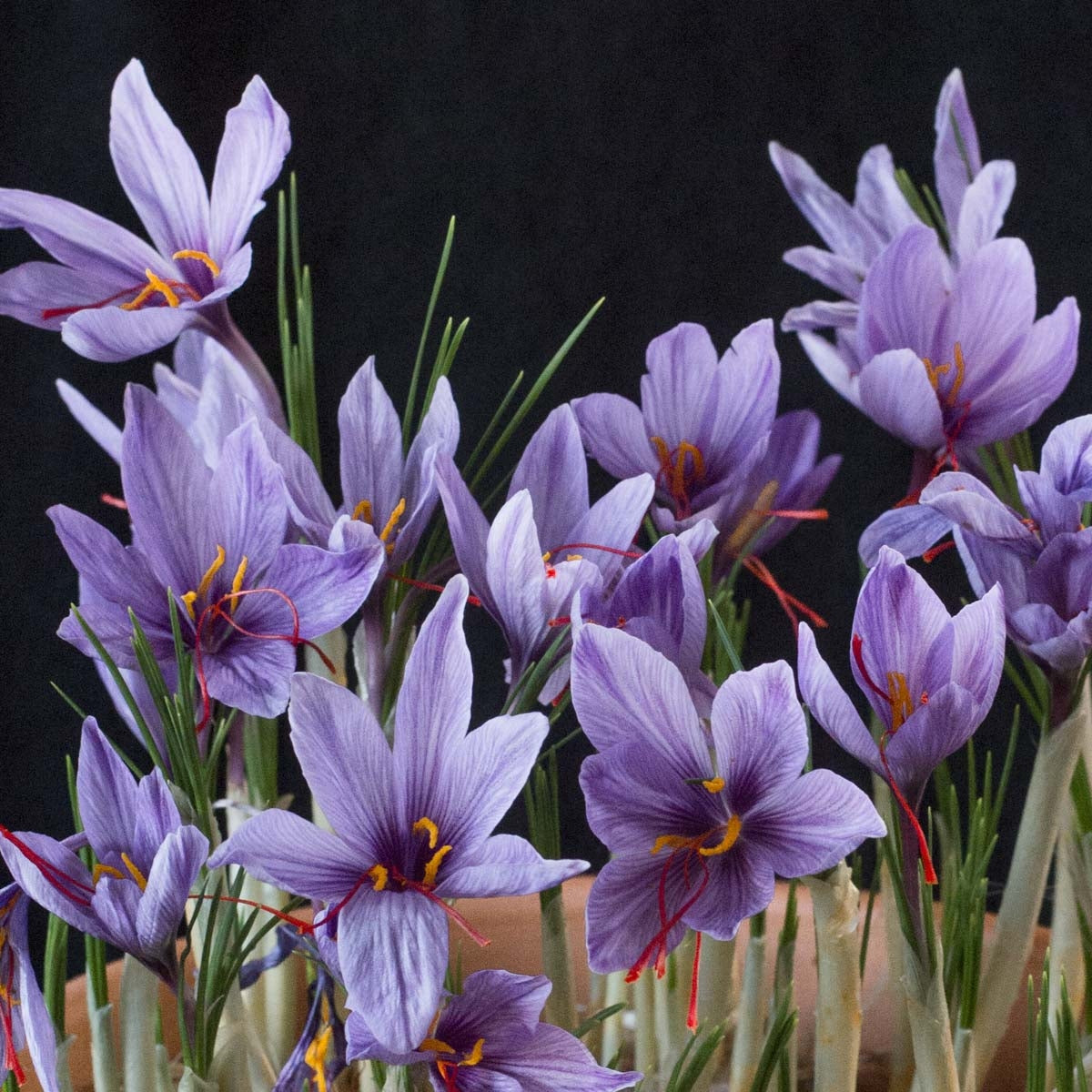 Crocus sativus 'Safrankrokus'