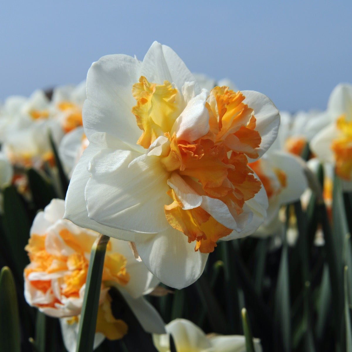 Peach Prince - wit-oranje Double narcis - Fluwel