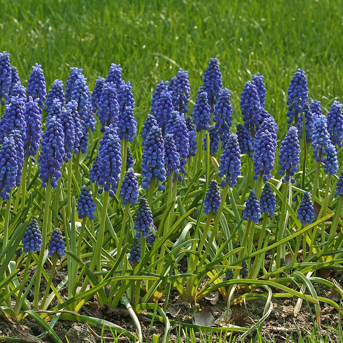 Muscari armeniacum