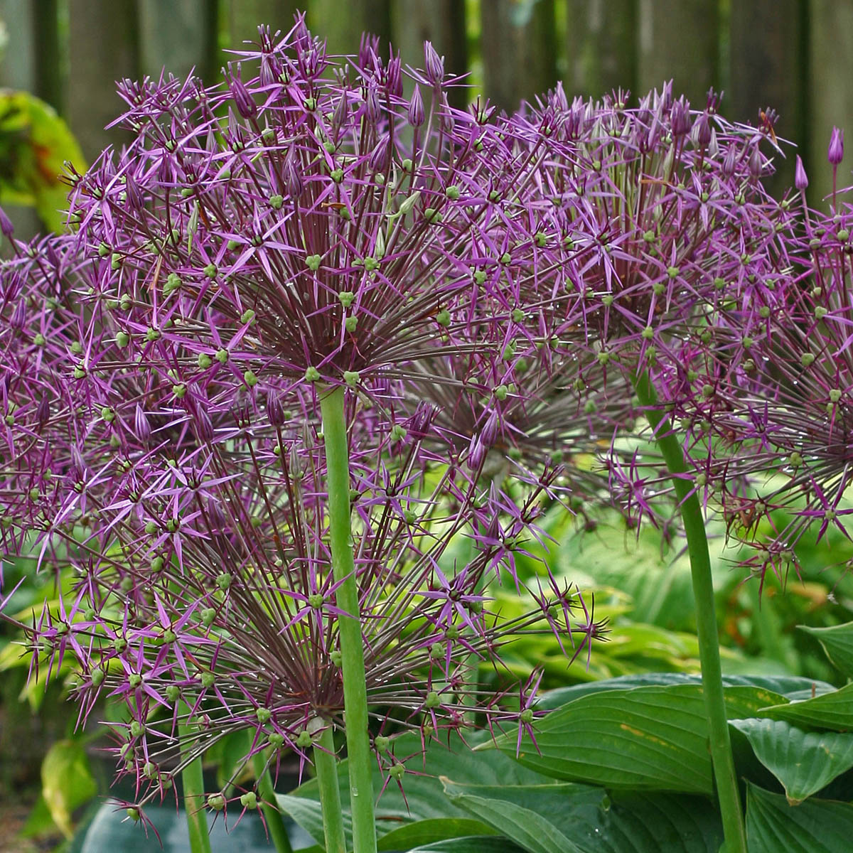 Allium christophii