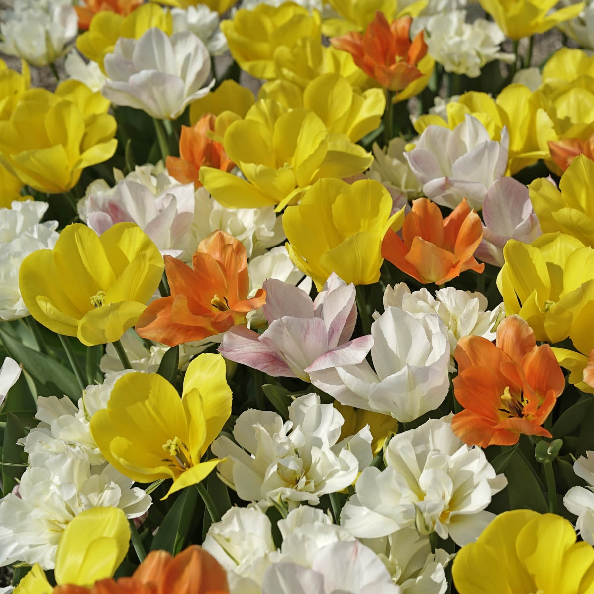 Prosecco Tulips