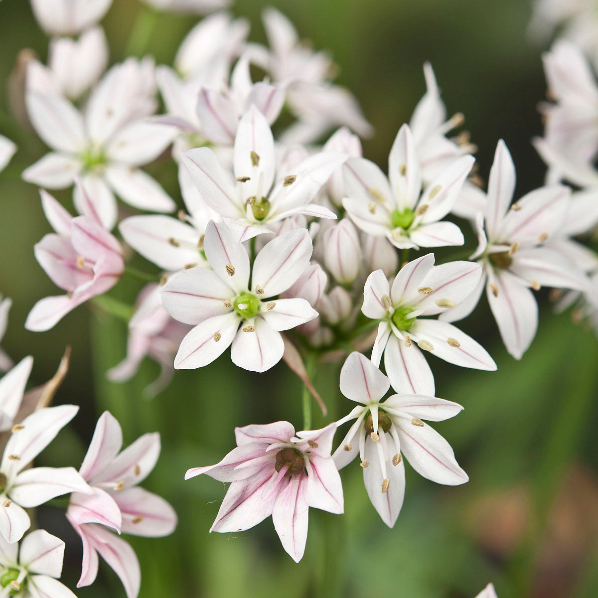 Allium Cameleon