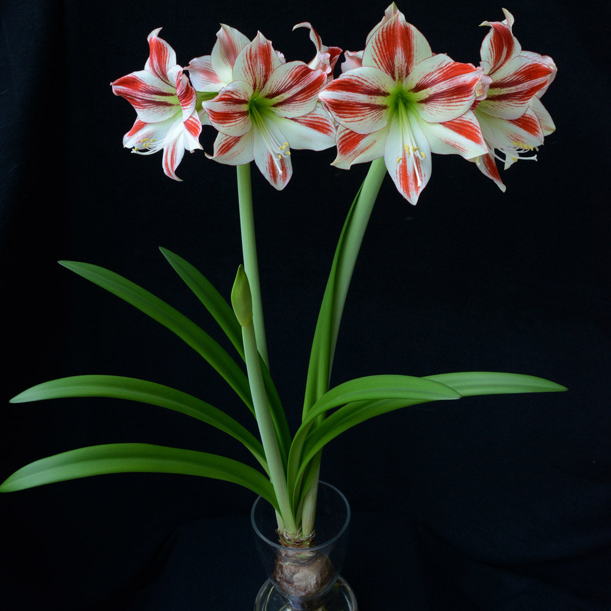 Amaryllis Ambiance