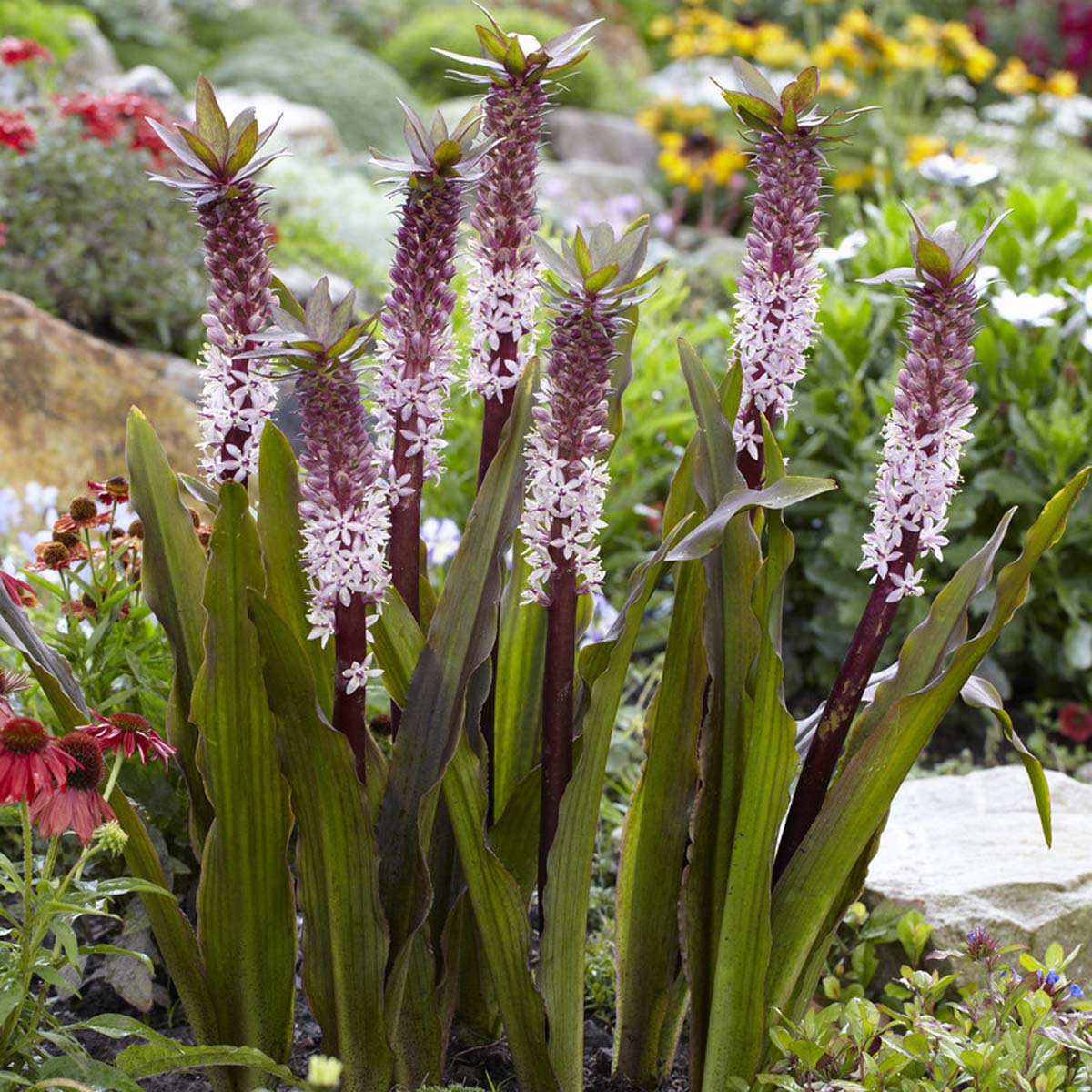 Eucomis Indian Summer