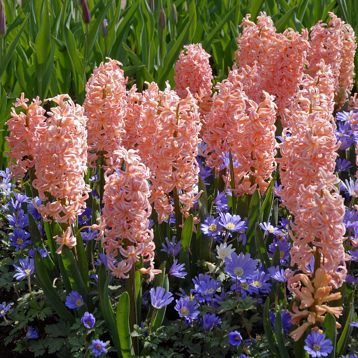 Hyacinthus Gipsy Queen