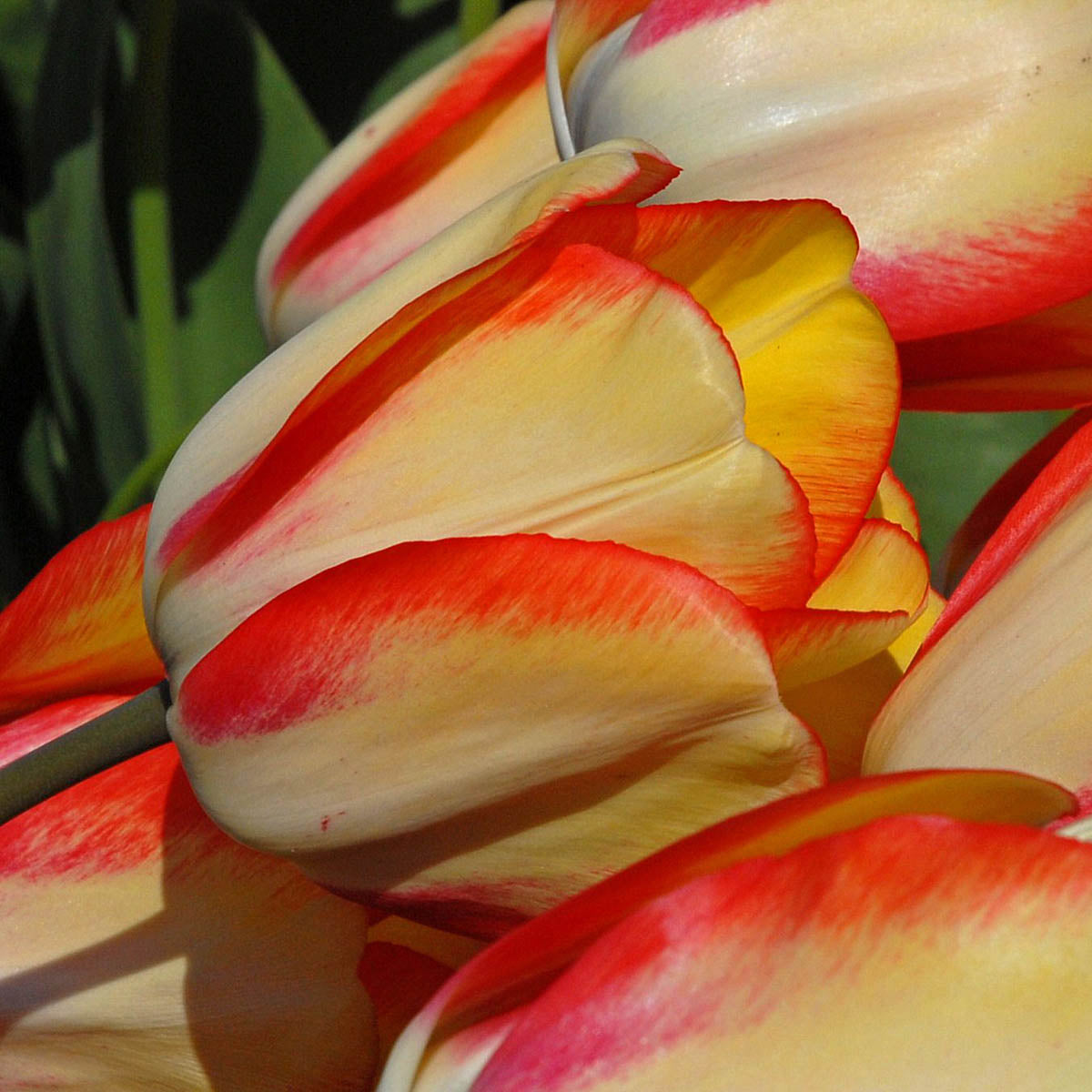 Beauty of Spring