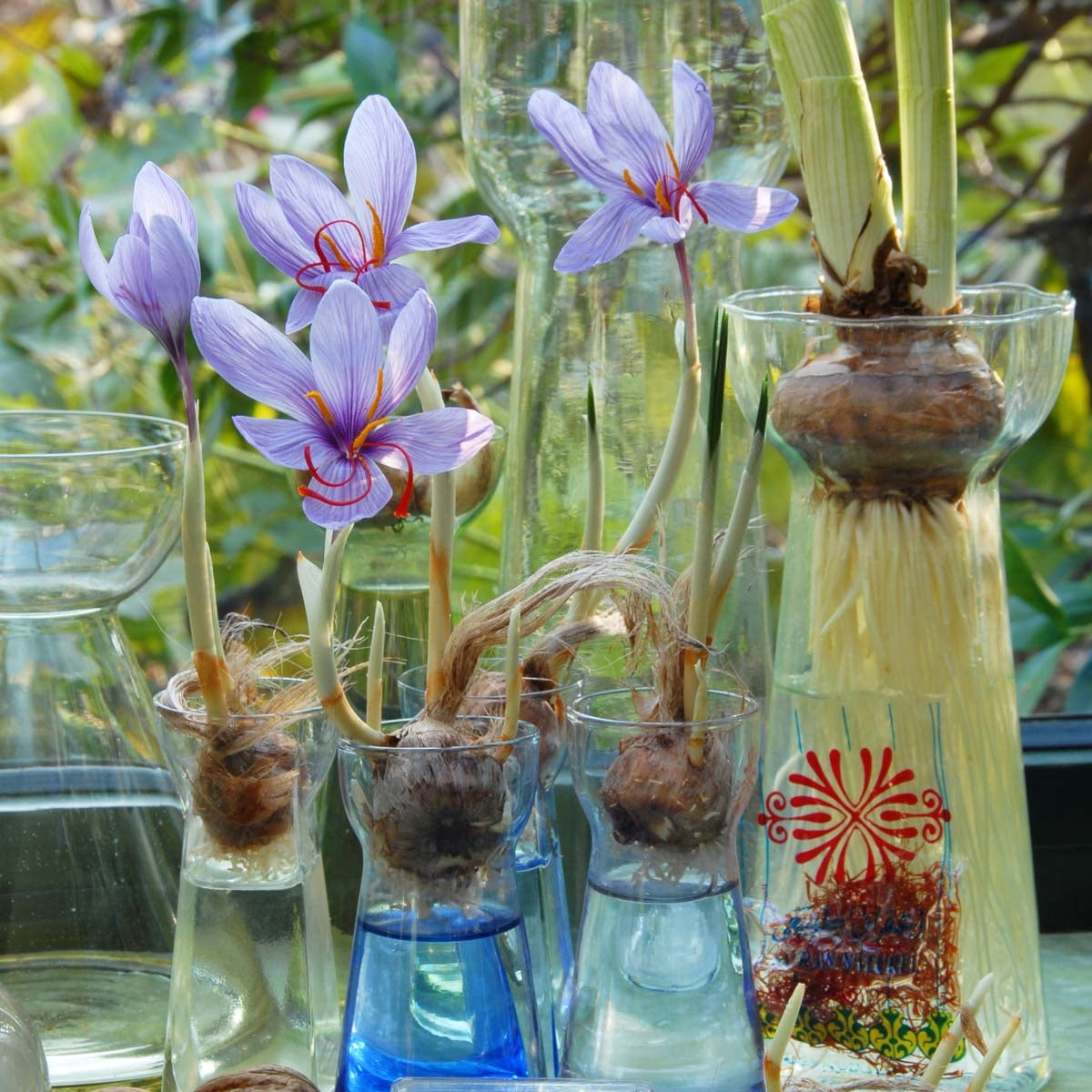 Crocus sativus 'Safrankrokus'