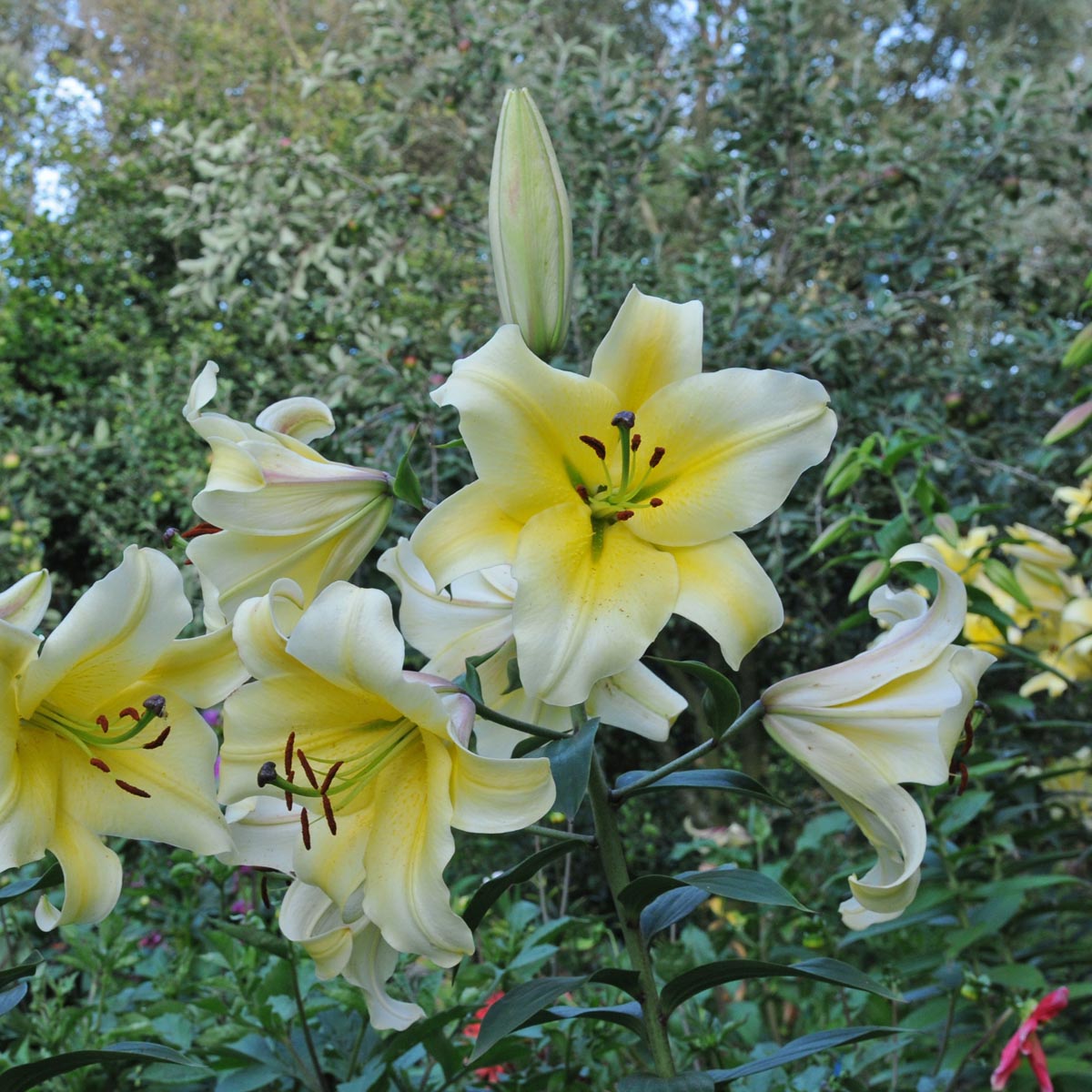 Lilium Conca d'Or