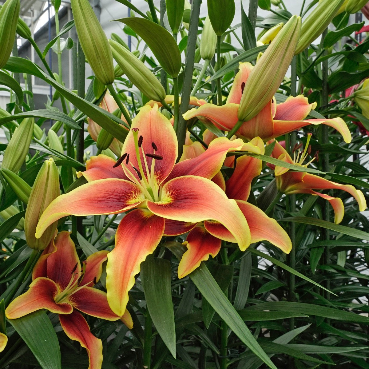 Lilium Avalon Sunset (OAO)