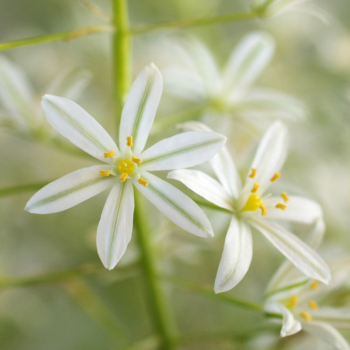 Ornithogalum ponticum Sochi