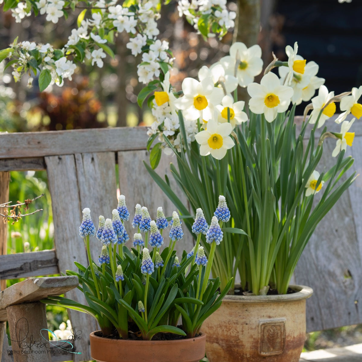 Muscari Mountain Lady