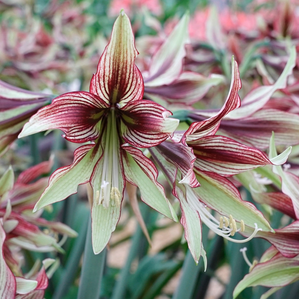 Amaryllis Mystica