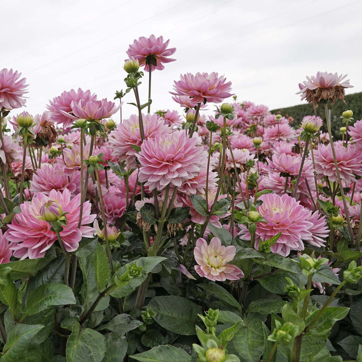 Dahlie Pink Magic