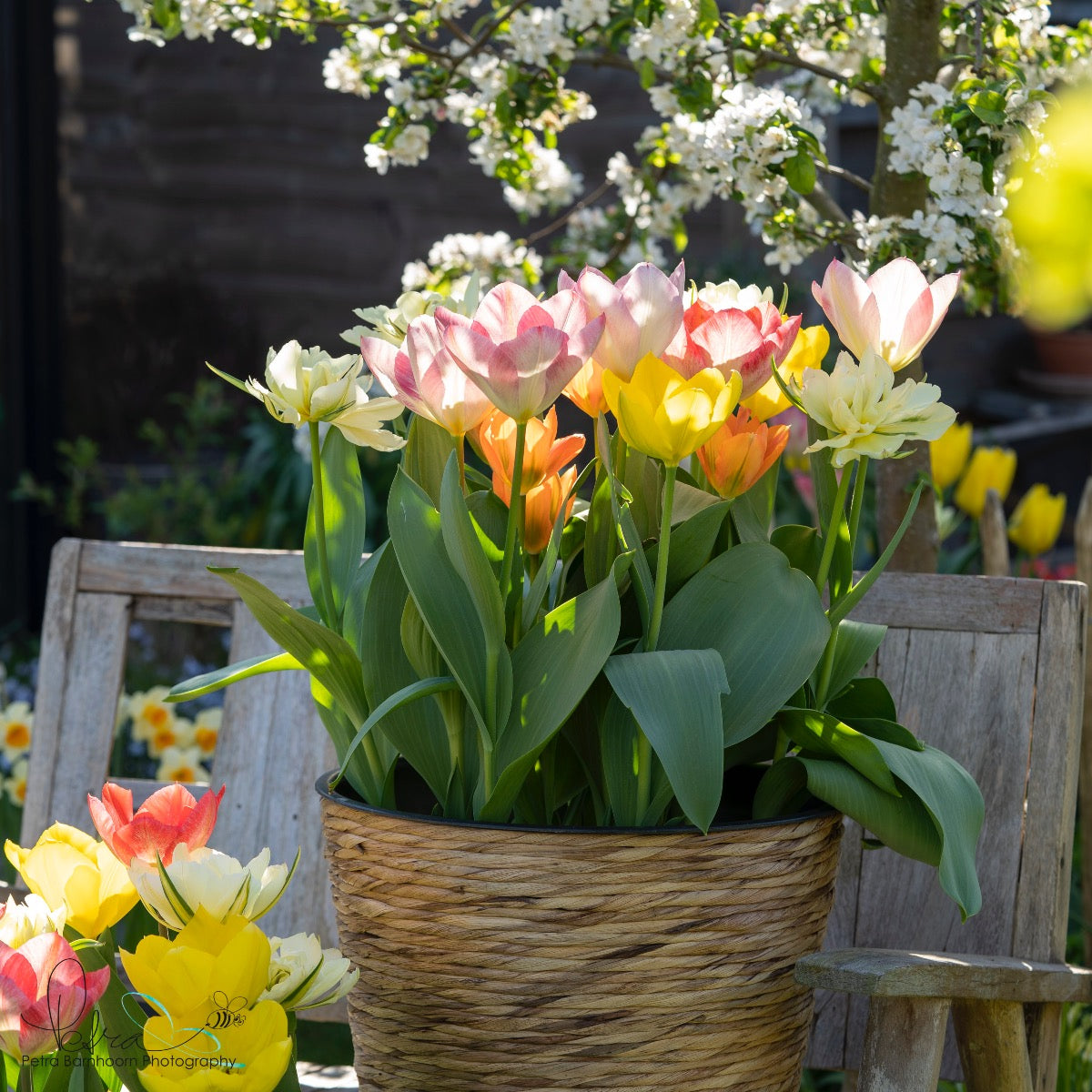 Prosecco Tulips