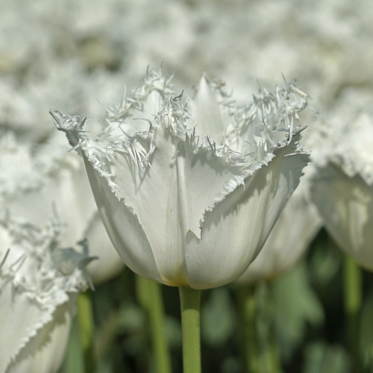 Tulipa North Pole
